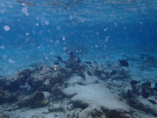 海底珊瑚礁景观