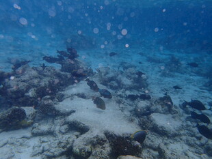 海底珊瑚礁景观