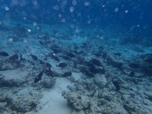 海底珊瑚礁景观