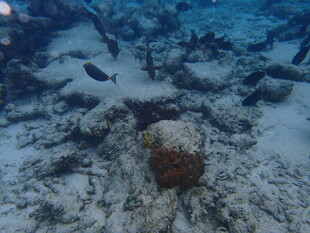 海底景象 礁石与游动小鱼