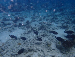 海底鱼群悠游景象