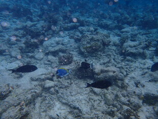 海底世界的多彩鱼类