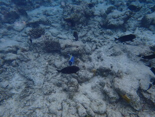 海底珊瑚礁及游动的鱼类