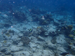 海底珊瑚礁景观