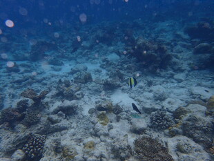 马尔代夫海底珊瑚与游动的小鱼