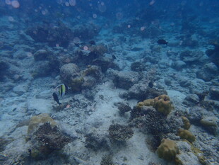 海底珊瑚礁景观