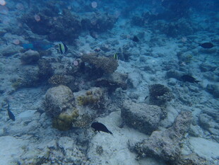 海底珊瑚礁与游动小鱼