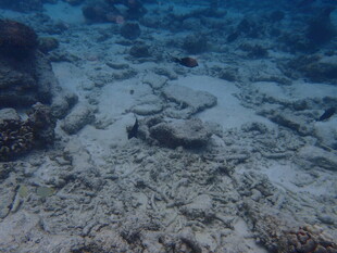 海底景象 神秘的海洋世界