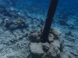 海底木桩与珊瑚景观