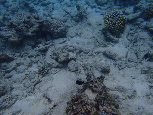 海底珊瑚礁景象