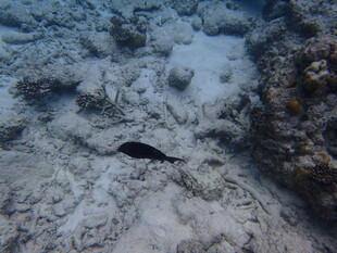 海底游动的黑色小鱼