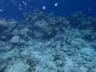 海底珊瑚礁景观