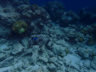 海底珊瑚礁景观