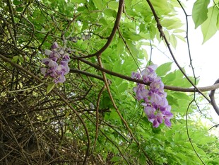 紫藤花垂挂于绿叶间