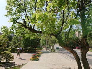 公园绿荫下的宁静步道