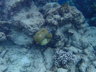 海底珊瑚旁的可爱小鱼