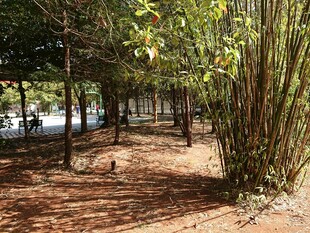 林间漫步处 光影与绿植