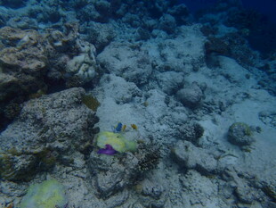 海底岩石与多彩小鱼景观