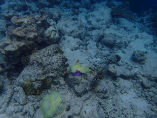 海底多彩小鱼与礁石景观