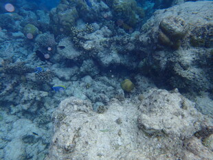 海底珊瑚与多彩小鱼