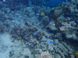 海底游弋的蓝色小鱼