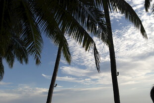 椰树映蓝天 云影共徘徊