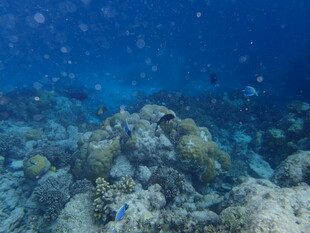 海底斑斓珊瑚景观