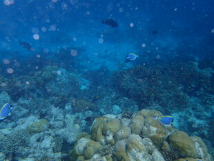 海底珊瑚与游动小鱼