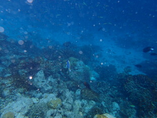 海底斑斓珊瑚景象