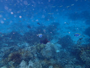 海底斑斓珊瑚与游动小鱼