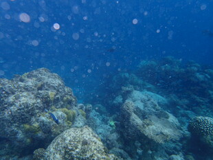 海底绚丽珊瑚景观