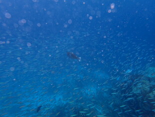 海底奇幻景象 多彩鱼群