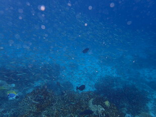 海底斑斓珊瑚与游动小鱼