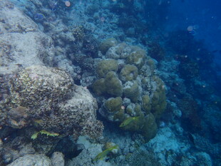 海底多彩珊瑚景观