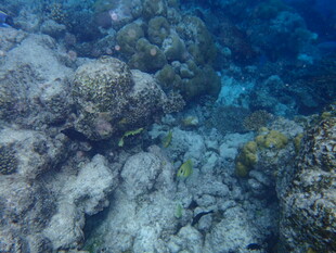 海底珊瑚礁景观