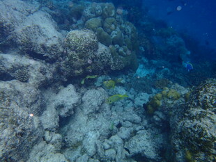 海底珊瑚礁与游动小鱼