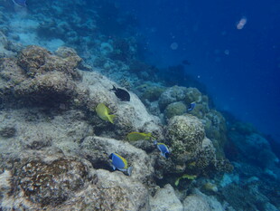 海底多彩珊瑚与游动小鱼