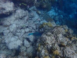 海底礁石旁的蓝色小鱼