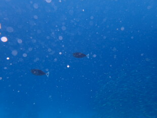 深海中的气泡与神秘物体