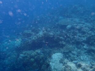 海底美丽珊瑚礁景观