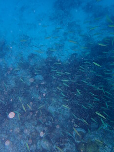 海底鱼群畅游美景
