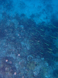 海底珊瑚与群鱼景象