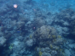 海底斑斓珊瑚景象