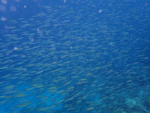 蓝色海洋中的群鱼景观