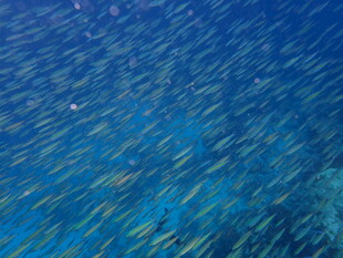 蓝色海洋波光粼粼画面