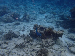 海底珊瑚礁景观