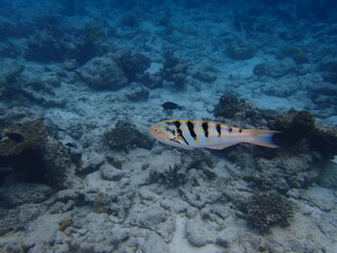 海底游动的条纹小鱼