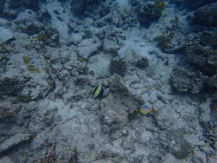 海底世界中的多彩小鱼