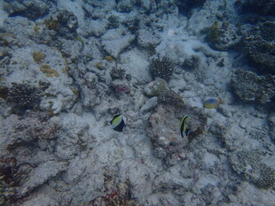 海底世界的小鱼与珊瑚