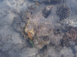 马尔代夫海底珊瑚礁景象